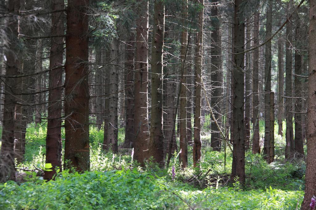 Fewo Amsbergstrasse Bad Harzburg Pokoj fotografie